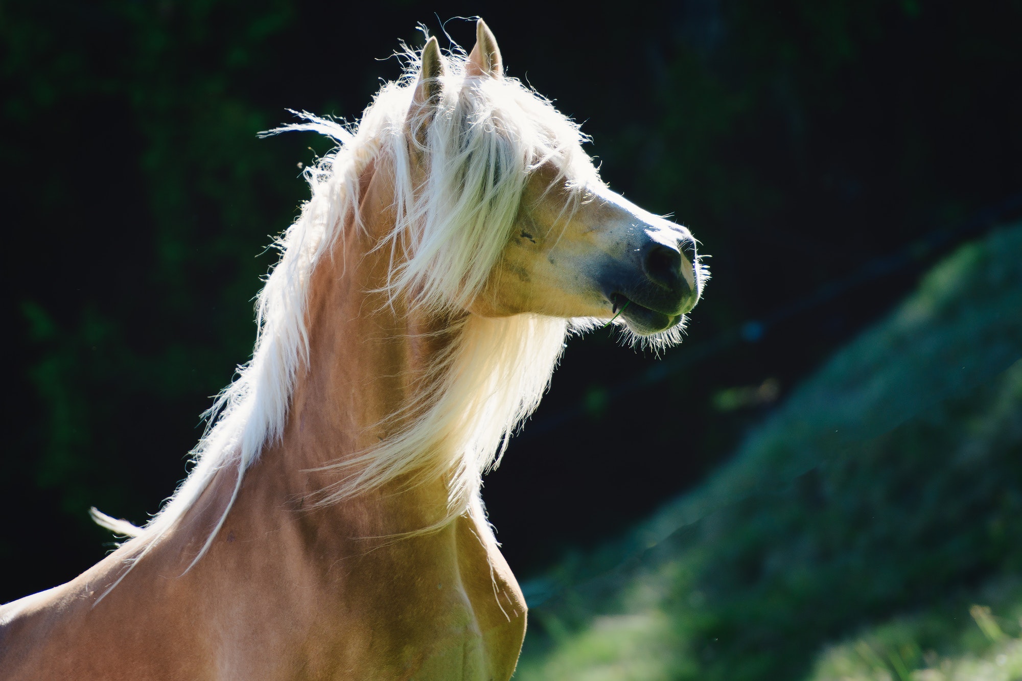 A haflinger horse